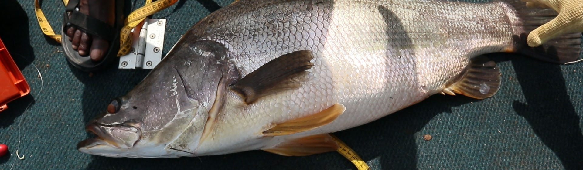 ナイルパーチ釣り